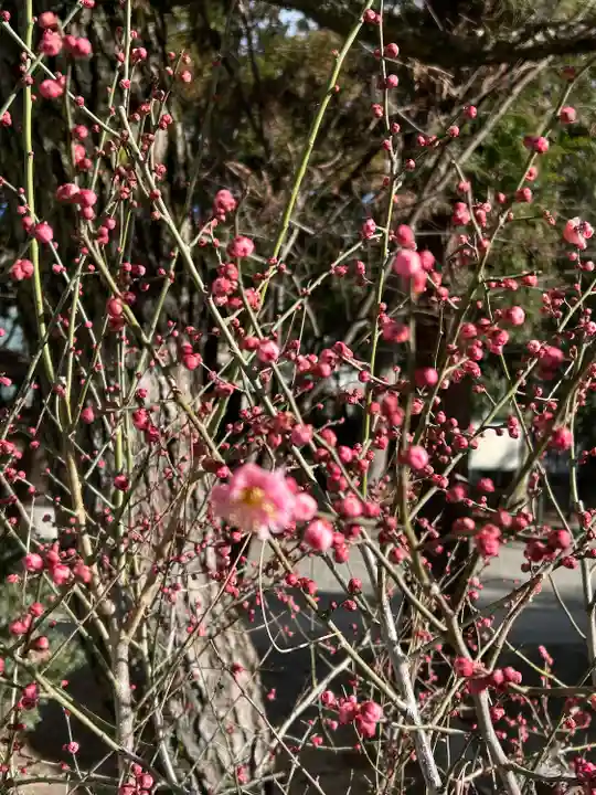甲斐國一宮 浅間神社(山梨県)