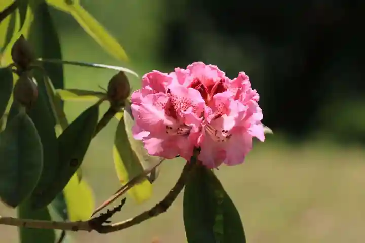 阿久津「田村神社」(郡山市阿久津町)旧社名:伊豆箱根三嶋三社の庭園