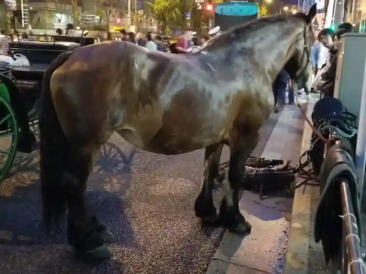 神田神社(神田明神)の動物