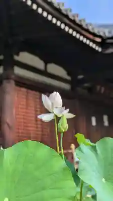 法金剛院(京都府)