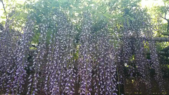 亀戸天神社の自然