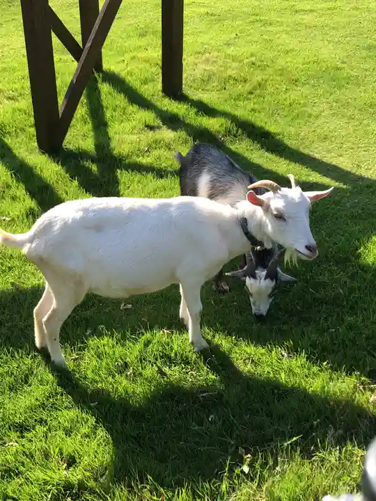 東本願寺本廟 牛久浄苑(牛久大仏)の動物