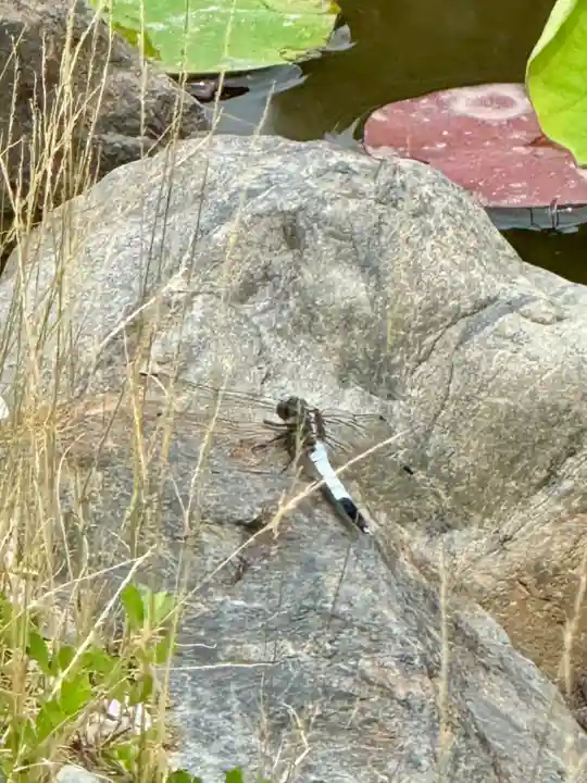 勧修寺(京都府)