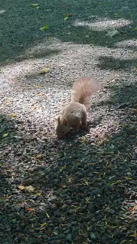 相馬神社の動物