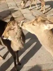 東大寺の動物