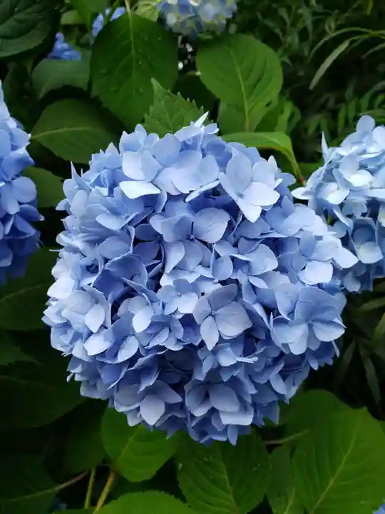 阿佐ヶ谷神明宮(東京都)