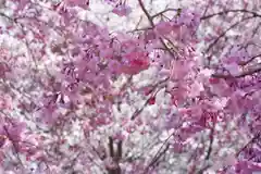 大神神社の自然