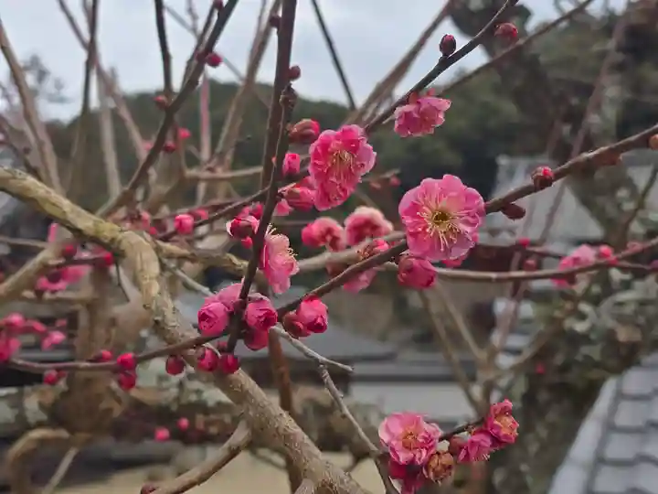 金剛寺(大阪府)