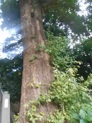 中里神社の自然