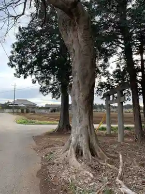 白幡神社(千葉県)