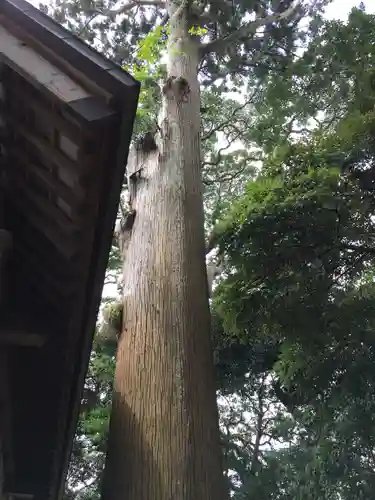 莫越山神社の自然