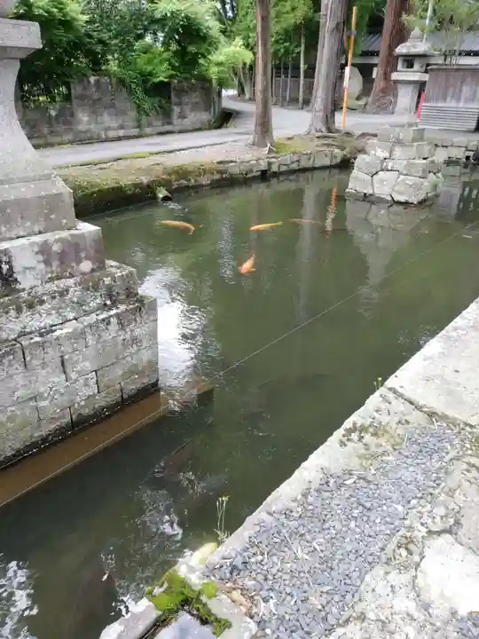 鹿嶋神社の動物