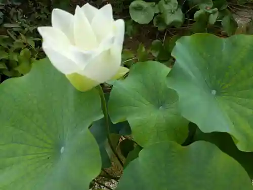 龍潭寺(静岡県)