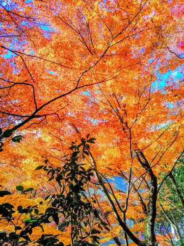 犬山寂光院の自然