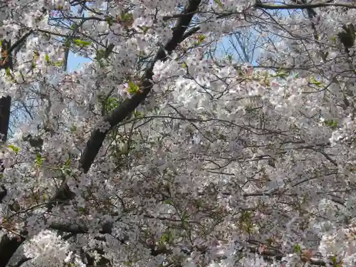 極楽寺（霊鷲山感應院極楽律寺）の自然