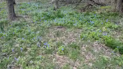 神楽神社の自然