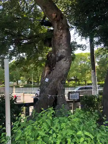 水堂須佐男神社の自然