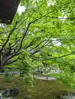 勝林寺(京都府)