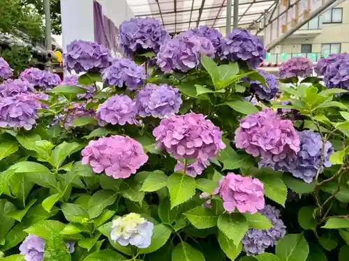 白山神社の自然