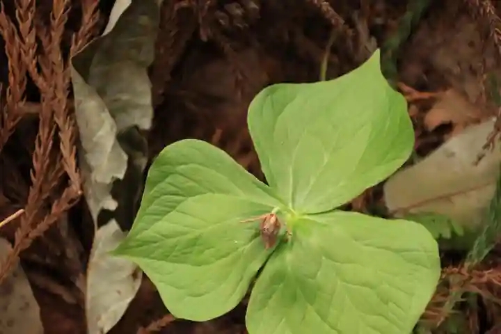 出羽神社の自然