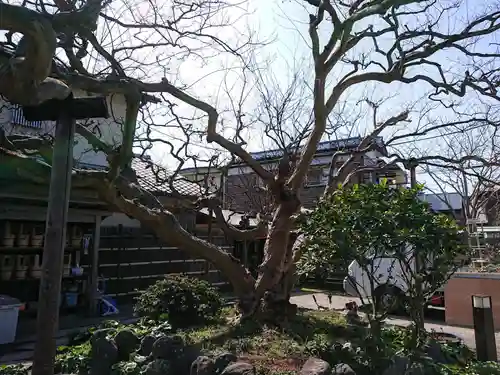 補陀洛寺の自然