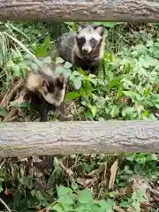 江島神社の動物