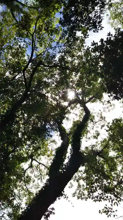 自凝島神社の自然