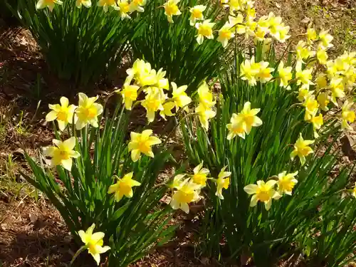 新倉富士浅間神社の自然