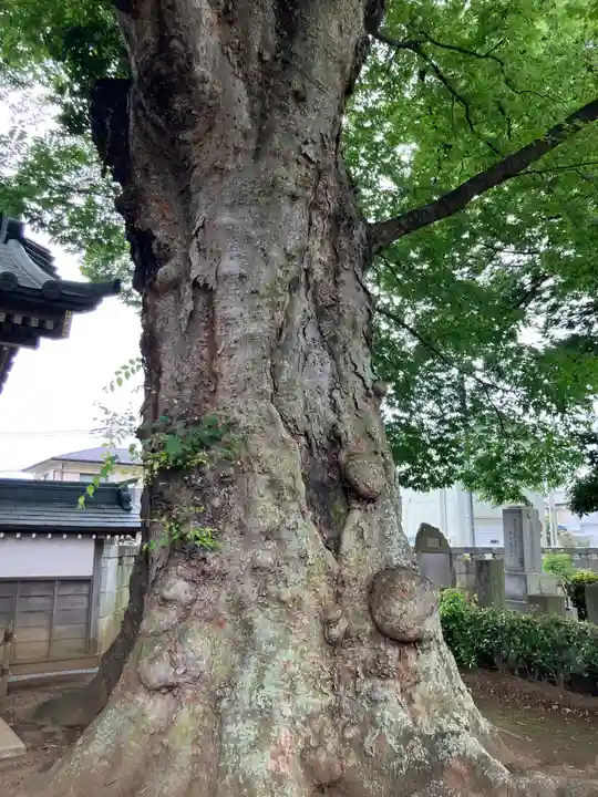 梅岩寺(東京都)