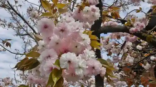 引接寺（千本ゑんま堂）の自然