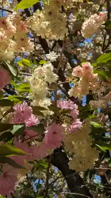 圓光寺(京都府)