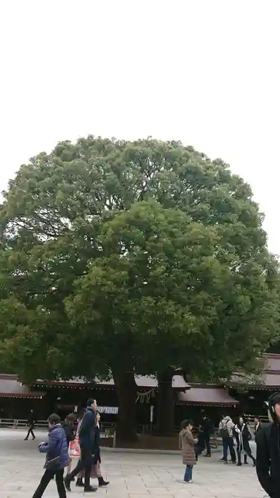 明治神宮の自然