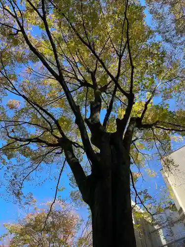 子安神社の自然