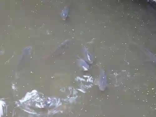 宮山神社の動物