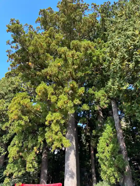 須山浅間神社(静岡県)