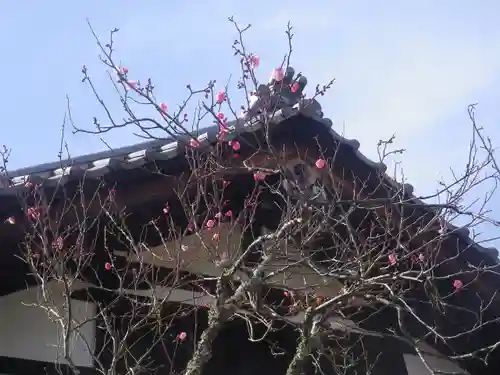 浄光明寺の自然