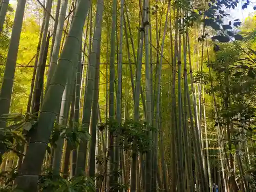 報国寺(神奈川県)