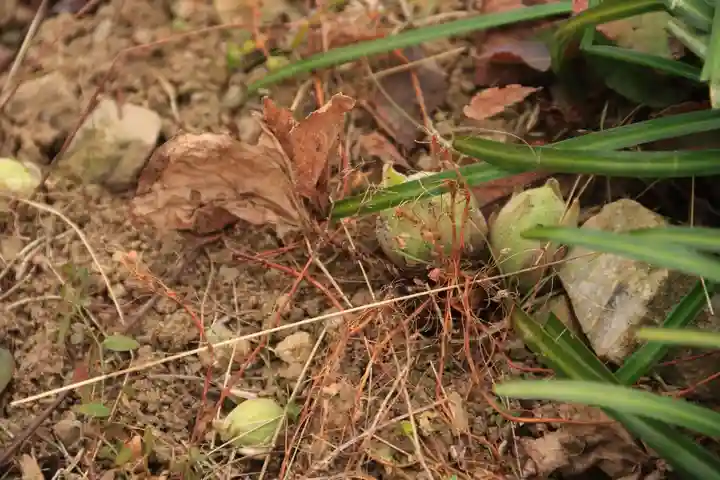 高司神社〜むすびの神の鎮まる社〜の自然