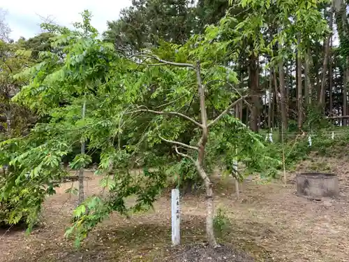 滝口神社の自然