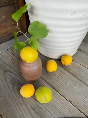 妙蓮寺(神奈川県)