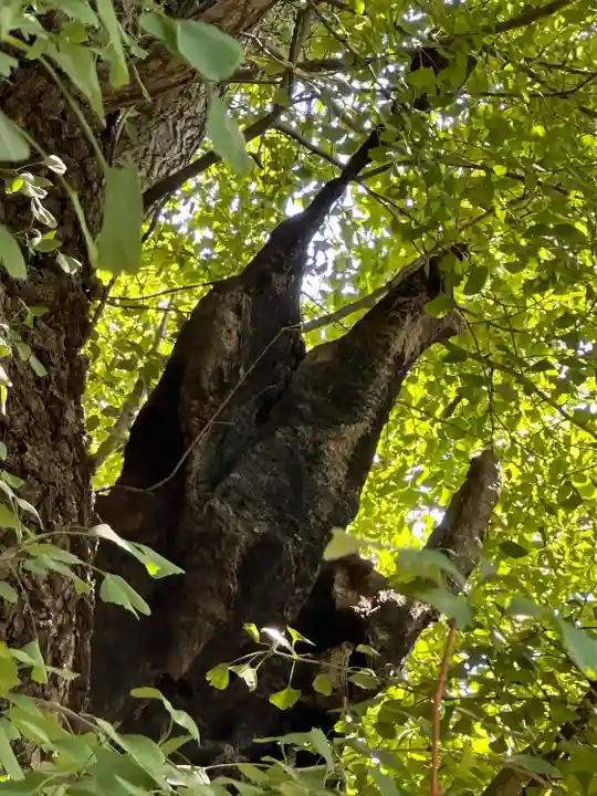 飛木稲荷神社の自然