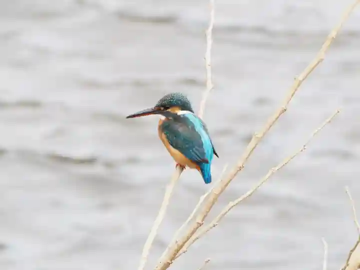 町田天満宮の動物
