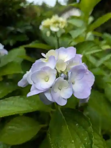 石内のお大師さん　金剛院(広島県)