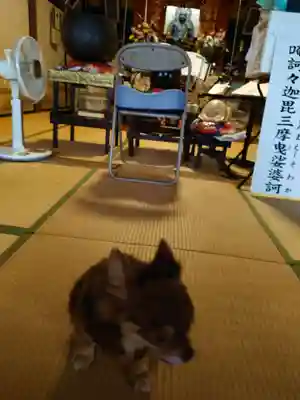 東隆寺の動物