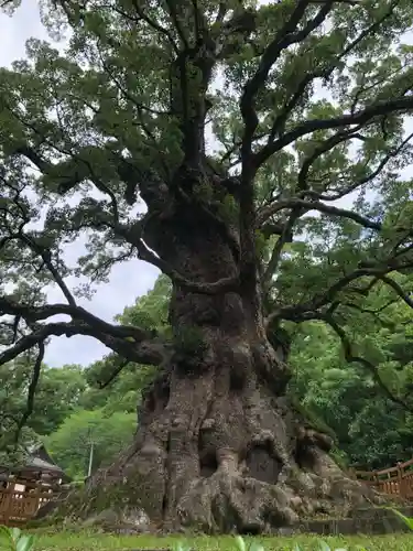 蒲生八幡神社の自然