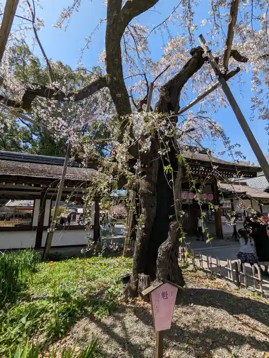 平野神社(京都府)