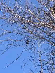 留辺蘂神社の動物(2024年04月02日(火) 16時09分12秒投稿)