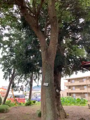 八坂神社の自然