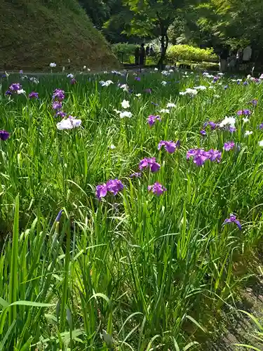 明月院(神奈川県)