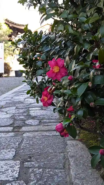 行願寺(革堂)(京都府)